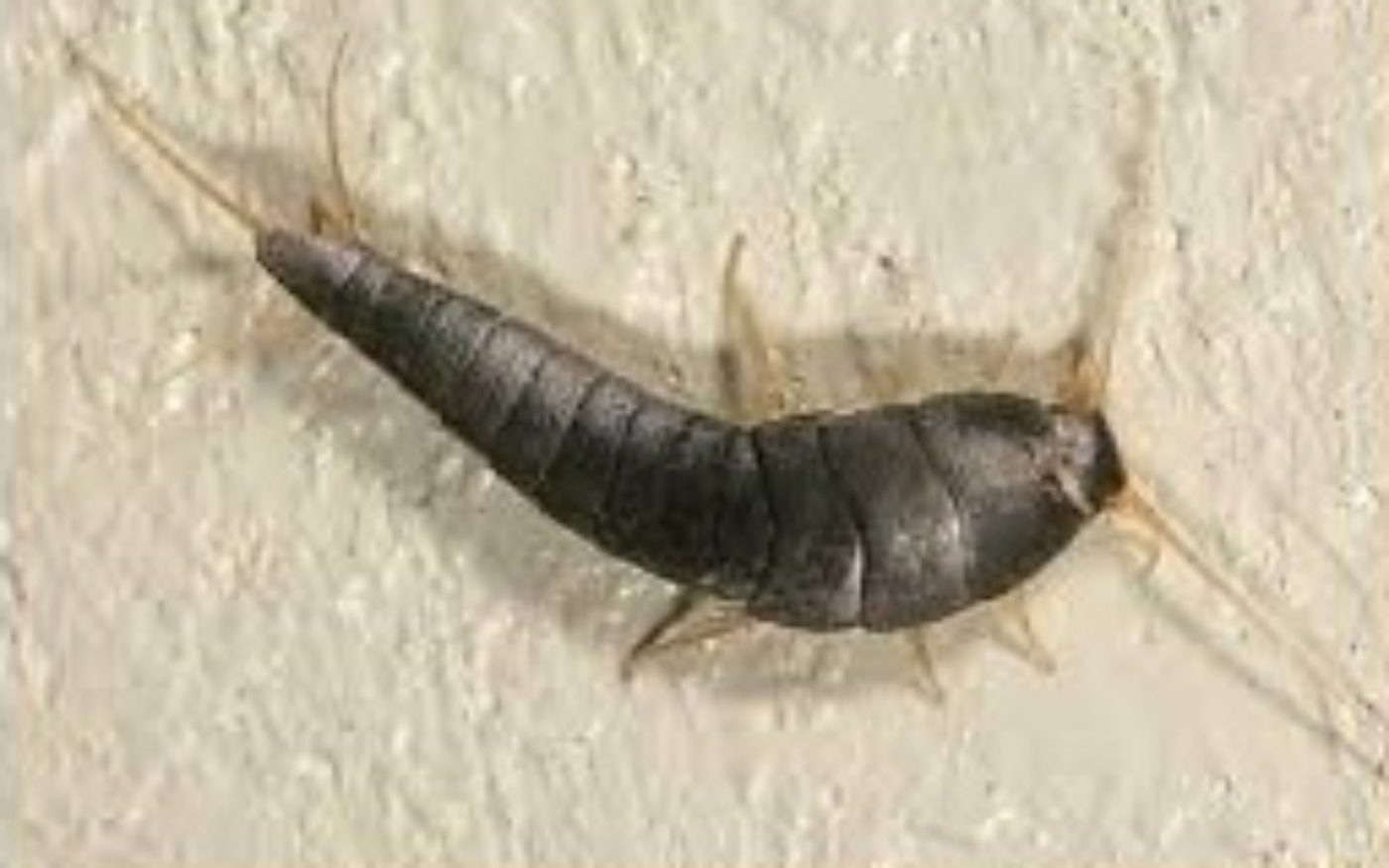 Silverfish, Lepisma saccharina